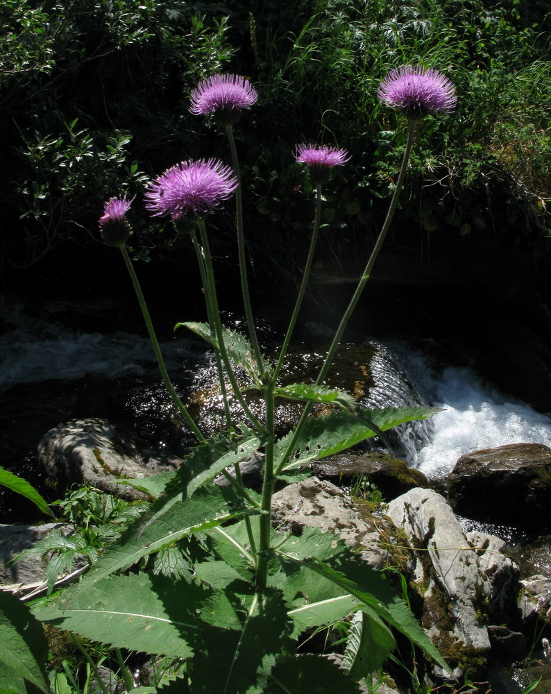 Image of Cirsium helenioides specimen.