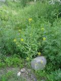 Erysimum cheiranthoides. Цветущее растение. Камчатский край, Елизовский район, окрестности г. Петропавловск-Камчатский, вдоль дороги. 12.07.2014.
