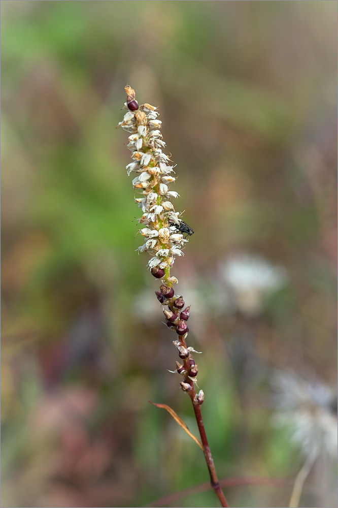 Image of Bistorta vivipara specimen.