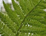 Dryopteris carthusiana