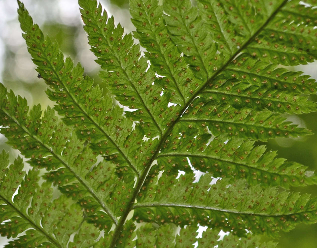 Изображение особи Dryopteris carthusiana.