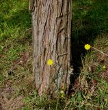Taxodium distichum var. imbricatum