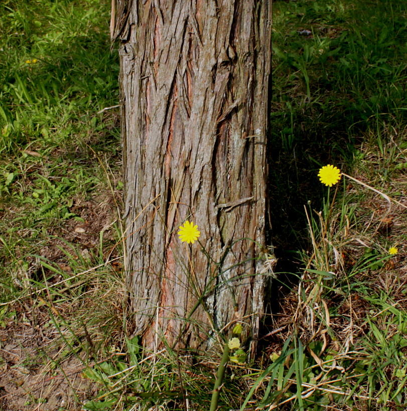 Image of Taxodium distichum var. imbricatum specimen.