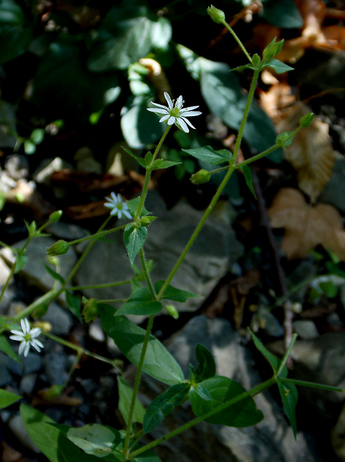 Image of Myosoton aquaticum specimen.