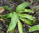 Gentiana macrophylla. Прикорневые листья. Амурская обл., в 38 км севернее г. Благовещенск, понижение между холмами. 22.09.2014.