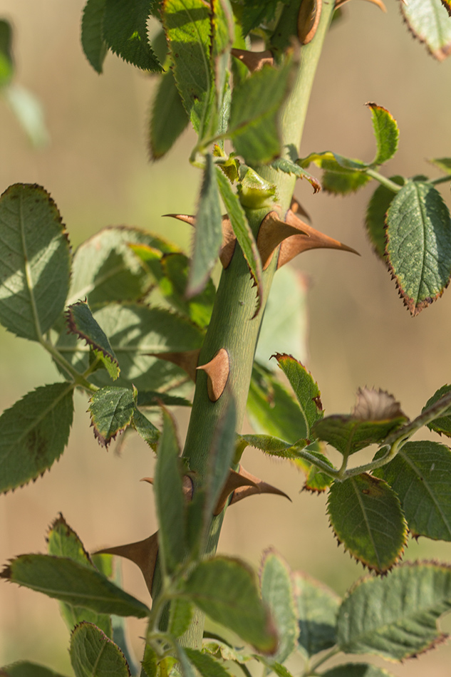 Image of genus Rosa specimen.