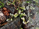 Sedum gracile