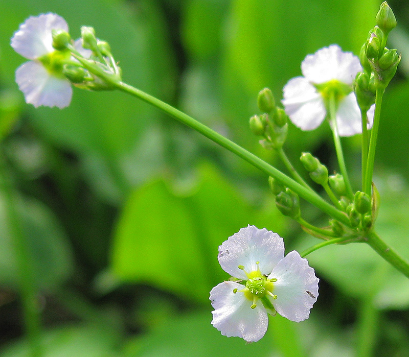 Image of Alisma plantago-aquatica specimen.