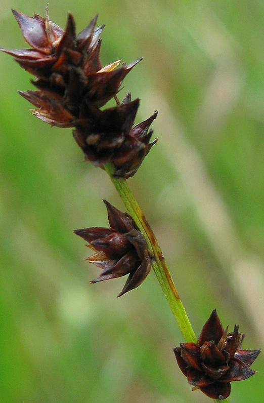Image of Carex muricata specimen.