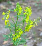 Melilotus officinalis