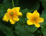 Caltha silvestris