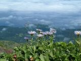 Erigeron thunbergii