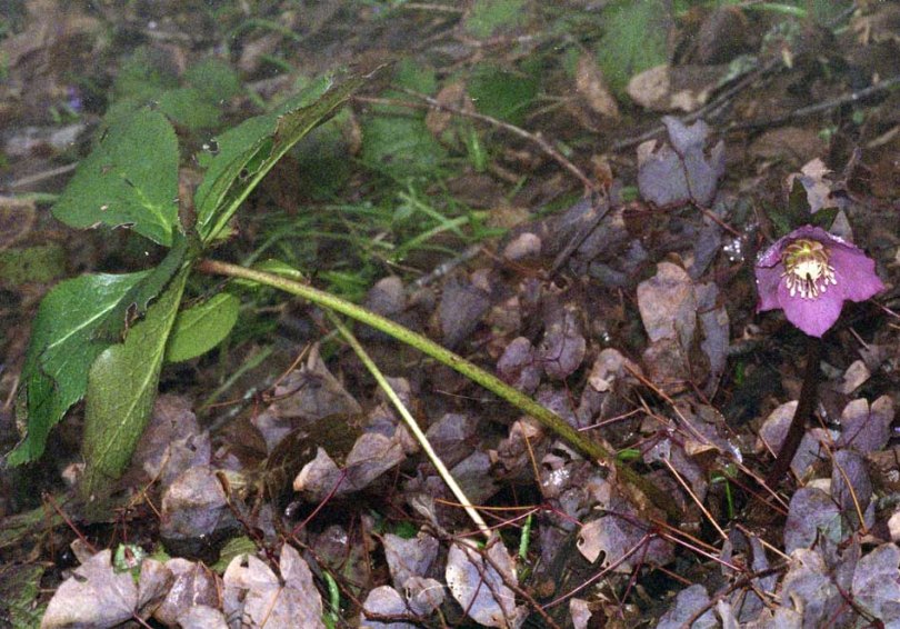 Image of Helleborus abchasicus specimen.