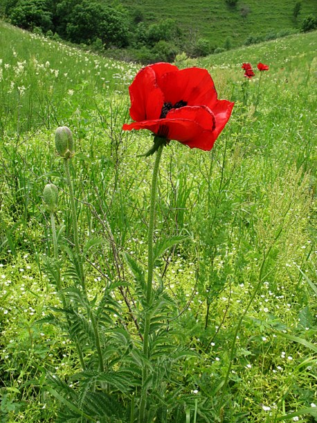 Image of Papaver bracteatum specimen.