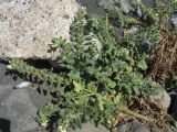 Hyoscyamus albus. Цветущее и плодоносящее растение на берегу океана. Испания, Канарские острова, Тенерифе, Puerto de la Cruz. Март 2008 г.