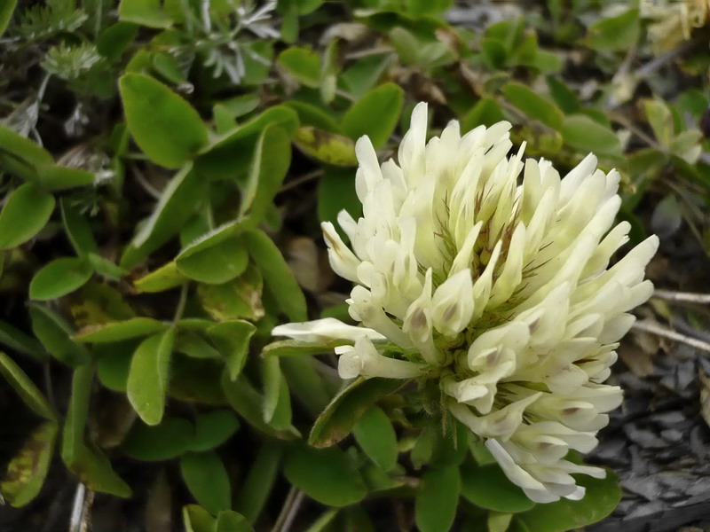 Image of Trifolium canescens specimen.