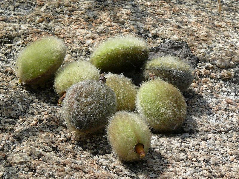 Image of Amygdalus nana specimen.