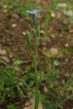 Anchusa thessala