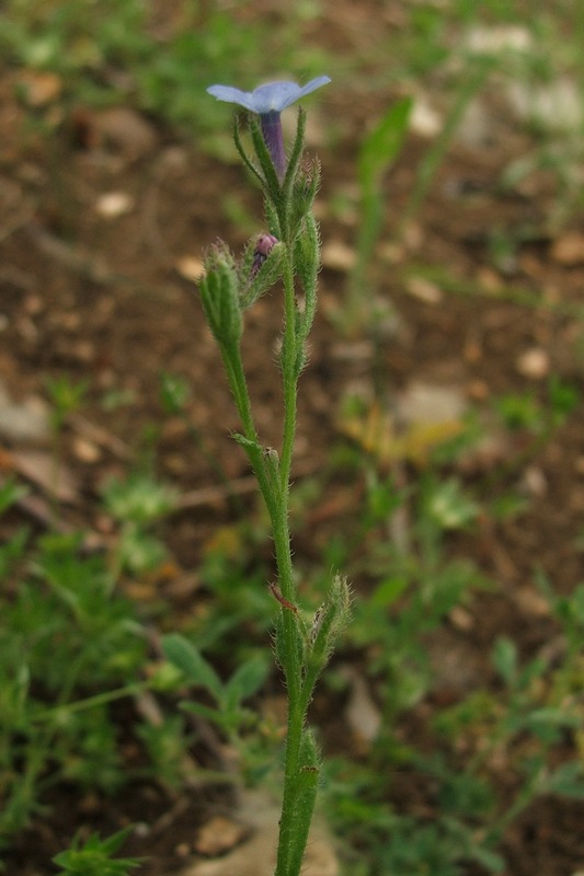 Изображение особи Anchusa thessala.