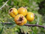 Crataegus orientalis