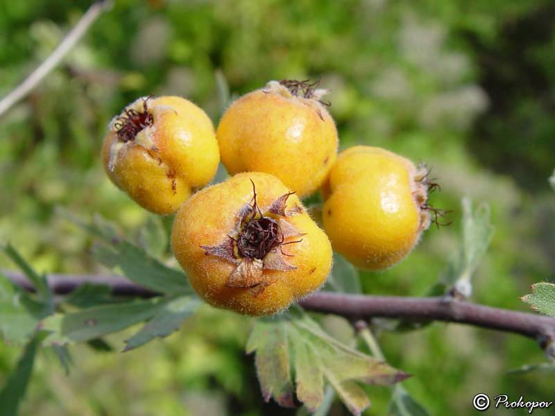 Image of Crataegus orientalis specimen.