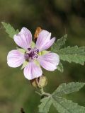 Althaea armeniaca. Верхушка побега с цветком и завязывающимися плодами. Кыргызстан, Чуйская обл., с. Восток, около водоема. 11.09.2015.