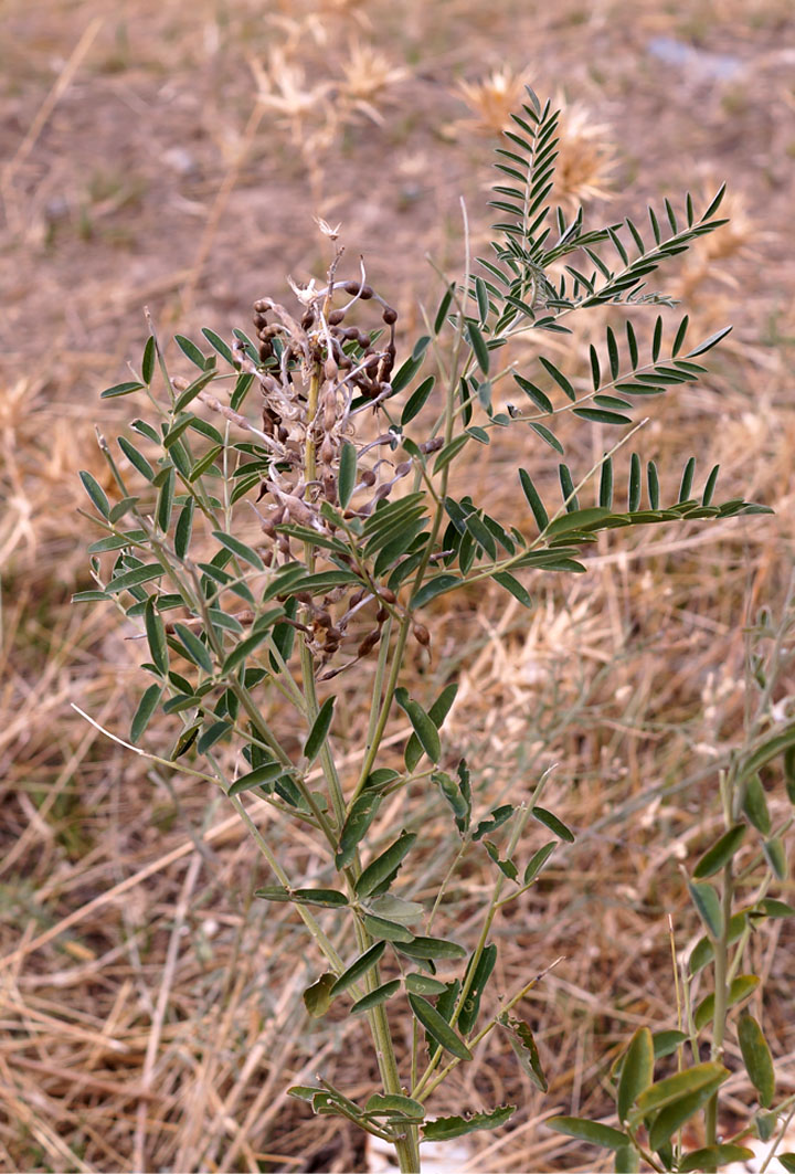 Изображение особи Pseudosophora alopecuroides.