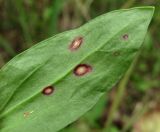 Rumex acetosella. Часть листа с поражениями (вид снизу). Окр. Архангельска, рудеральное место. 17.08.2015.