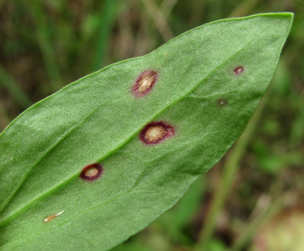 Изображение особи Rumex acetosella.