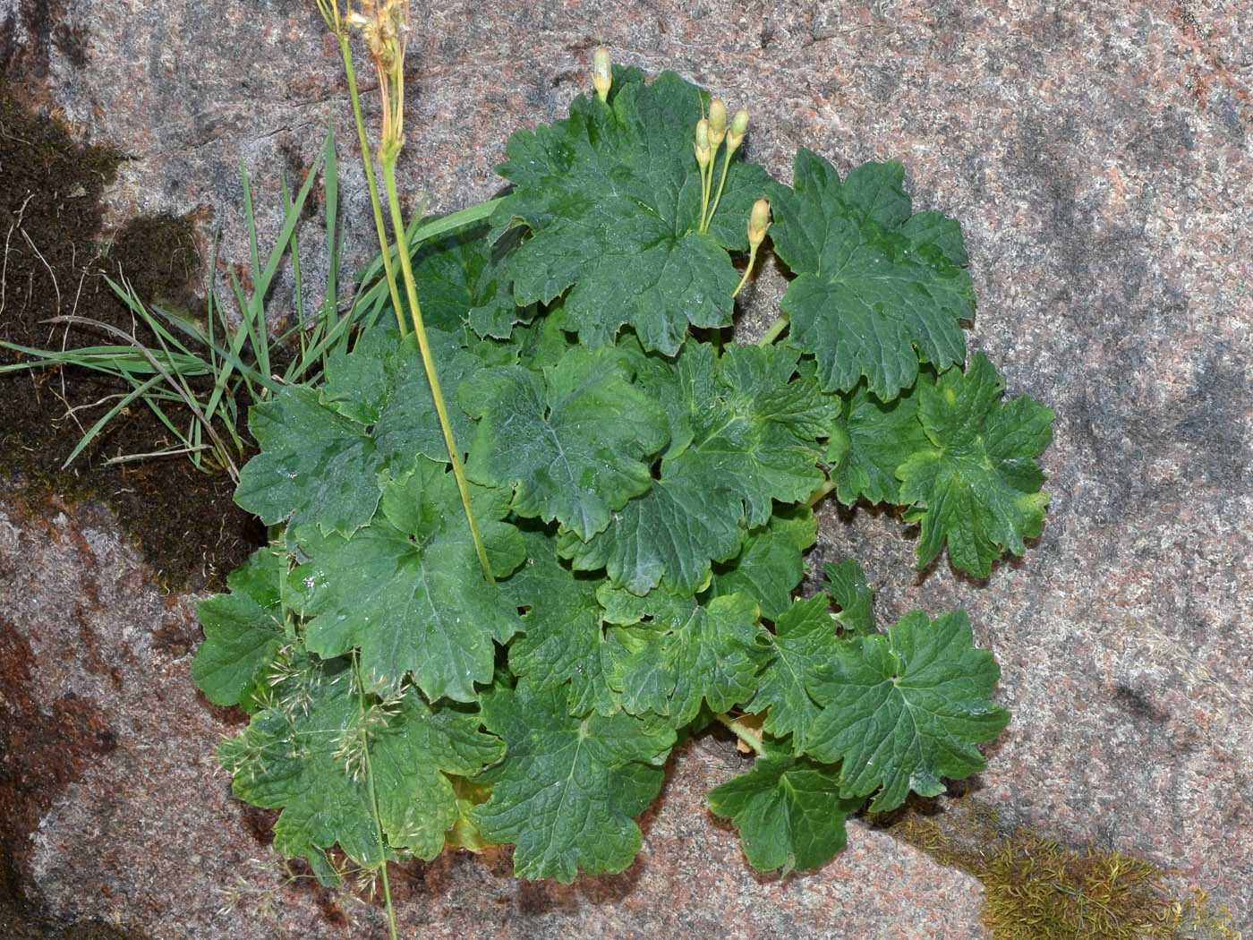 Изображение особи Cortusa turkestanica.