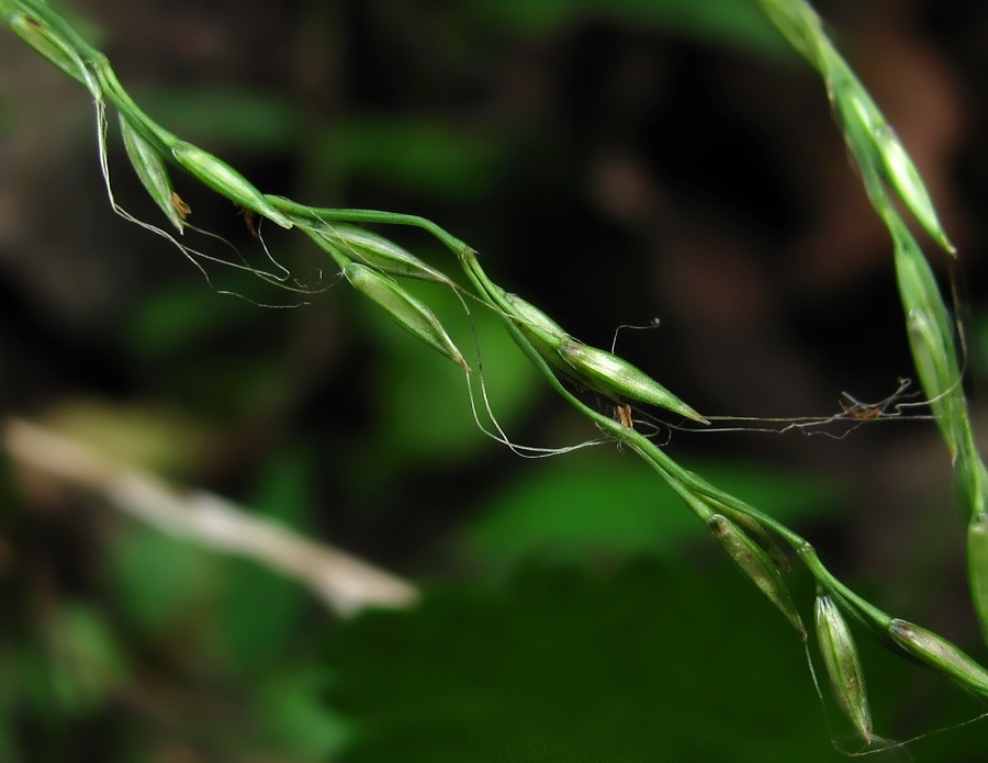 Изображение особи Microstegium japonicum.