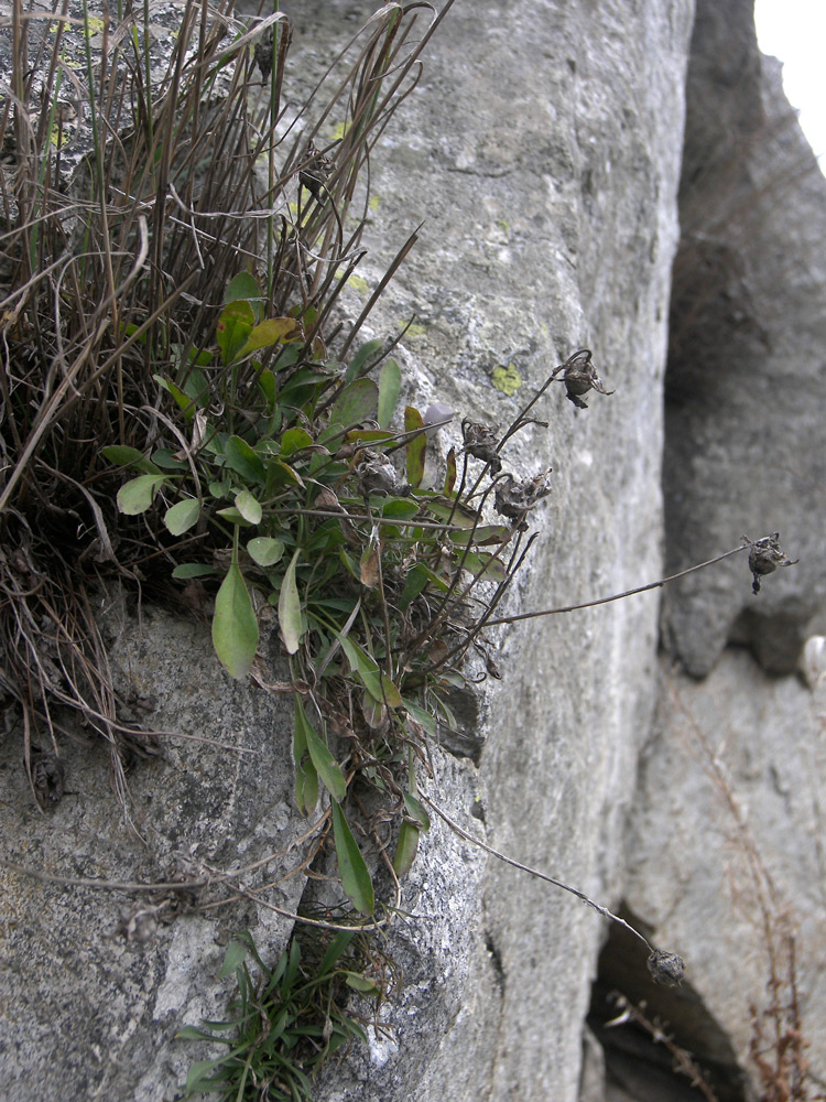 Image of Campanula saxifraga specimen.