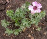 Geranium cinereum. Цветущее растение. Москва, БС МГУ. 06.06.2003.