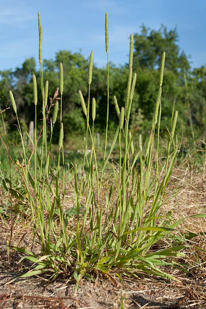 Изображение особи Phleum pratense.