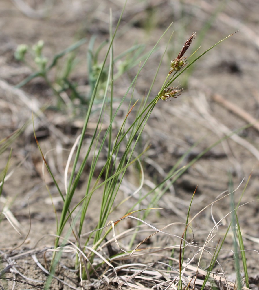 Image of Carex supina specimen.