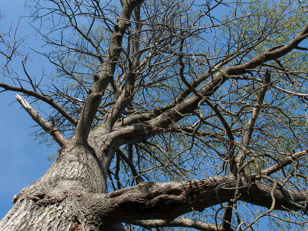 Image of Populus tremula specimen.