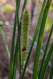 Carex rostrata