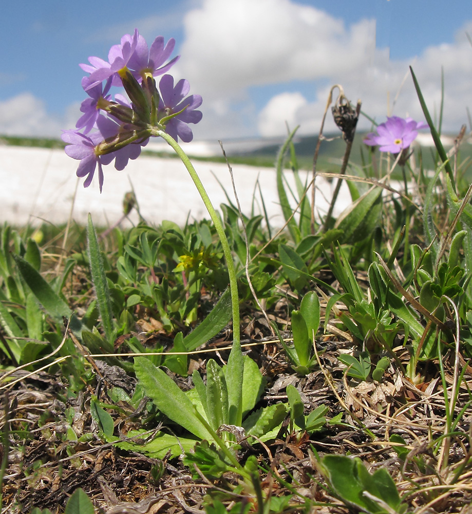 Image of Primula algida specimen.