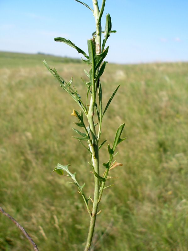 Image of Sisymbrium polymorphum specimen.