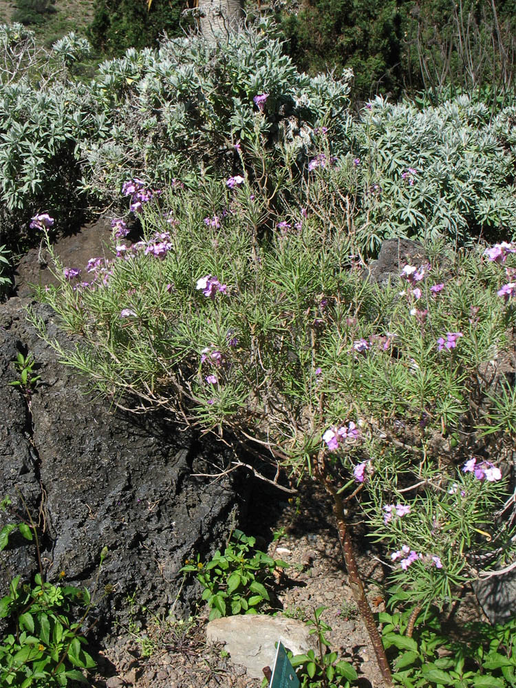 Image of Erysimum caboverdeanum specimen.