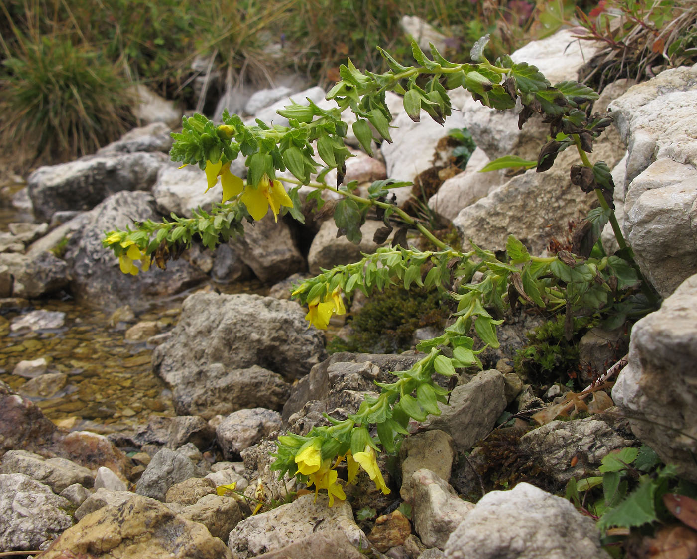 Изображение особи Rhynchocorys stricta.