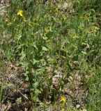Hypericum montbretii