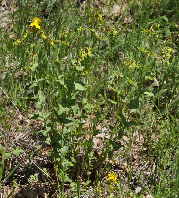 Image of Hypericum montbretii specimen.