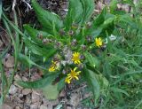 Senecio pseudoarnica. Цветущее и плодоносящее растение. Приморье, ЗАТО Фокино, остров Путятина, каменистый пляж. 15.08.2015.