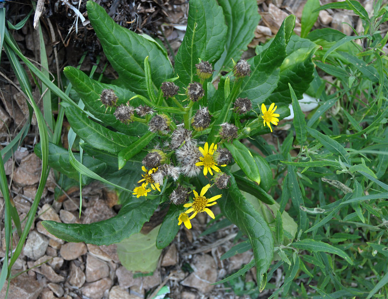 Изображение особи Senecio pseudoarnica.