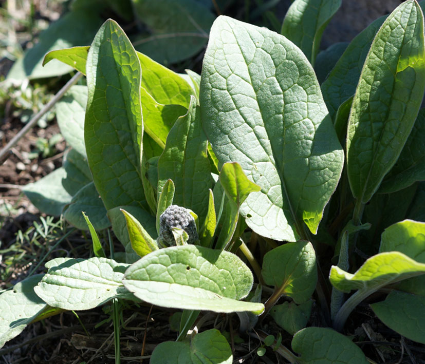 Изображение особи Solenanthus circinnatus.