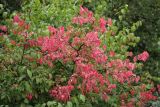 Euonymus verrucosus