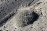 Astragalus podolobus