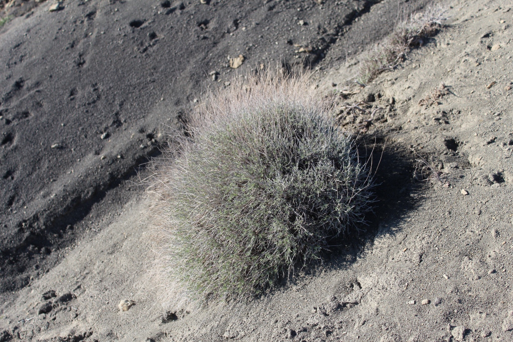 Image of Astragalus podolobus specimen.