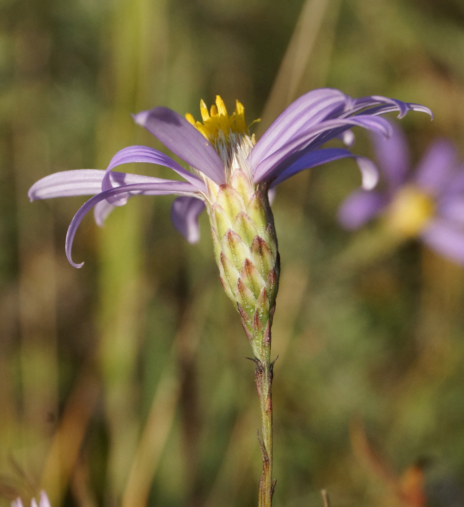 Image of Galatella angustissima specimen.